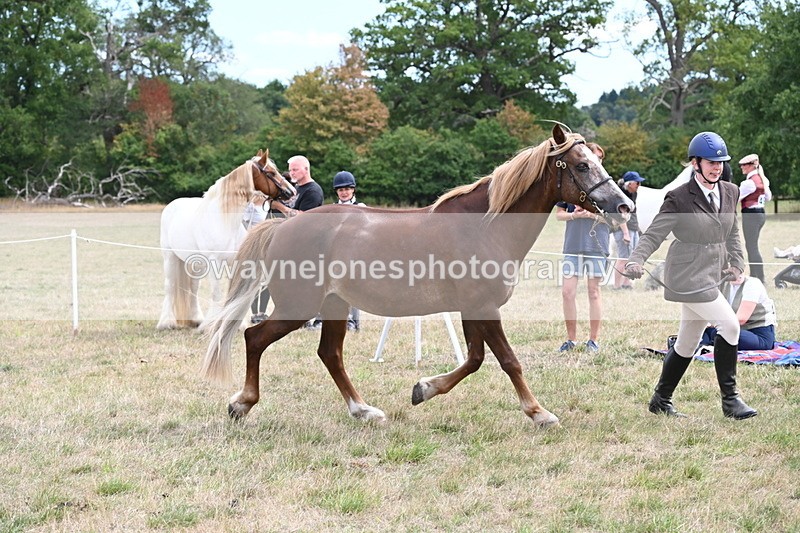 WJ6_5933 - Class 19 In-hand Veterans (Uploaded correct folder)