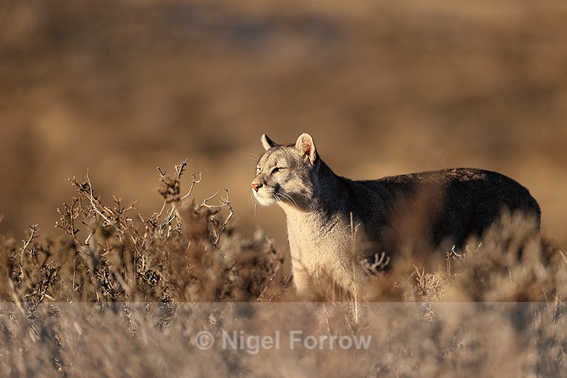 Puma Escacha stops and looks, Torres del Paine, Chile - Puma