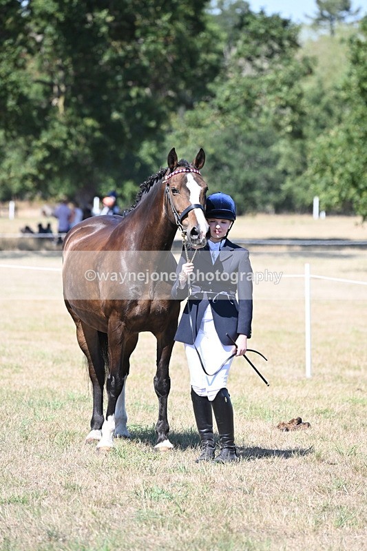 WJ6_8682 - Class 37b Best Loan Pony In-hand