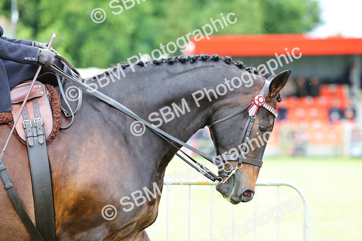 SBM_02927 - Class 9-11 Side Saddle including LIHS Rising Star Ladies Show Horse