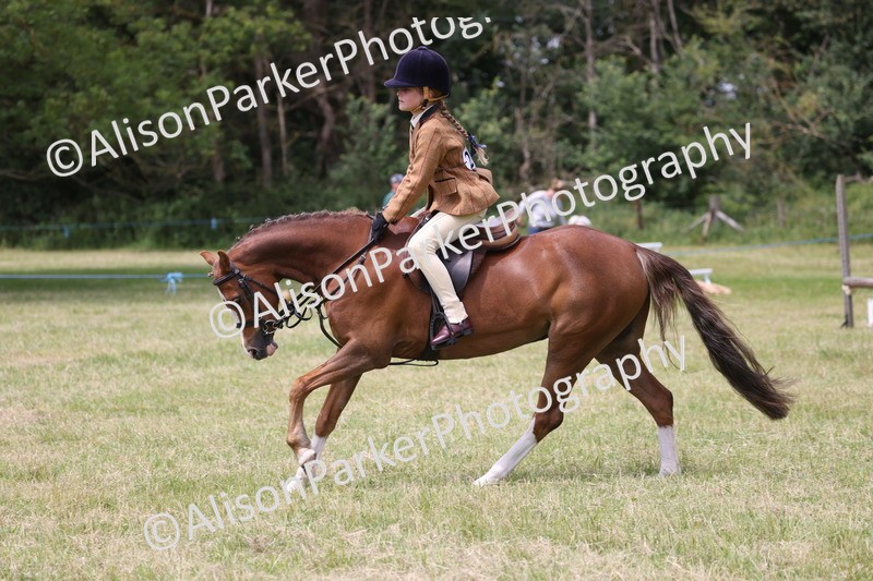 20260614-2830 - Class 22 - Open Working Hunter