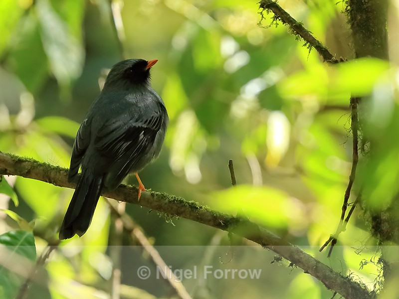 Black-faced Solitaire perched, Costa Rica - Black-faced Solitaire