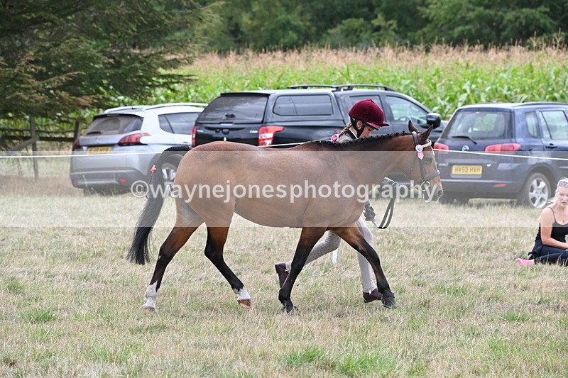 WJ6_6186 - Class 19 In-hand Veterans (Uploaded correct folder)
