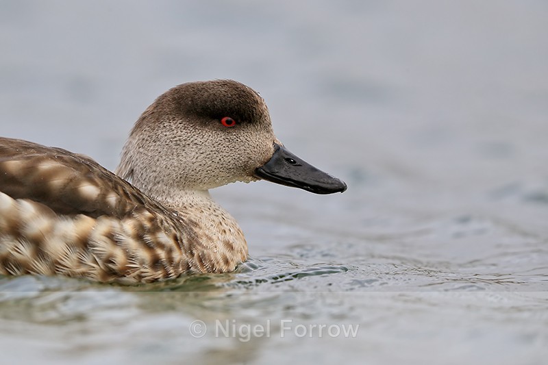 Crested Duck close-up portrait, West Point Island, Falklands - Crested Duck