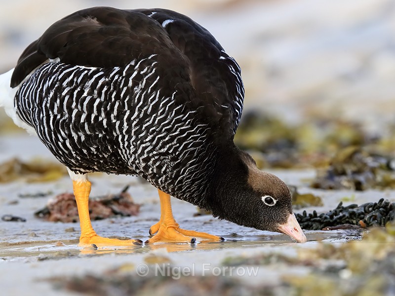 Kelp Goose (female) drinking close view, Carcass Settlement, Falklands - Kelp Goose