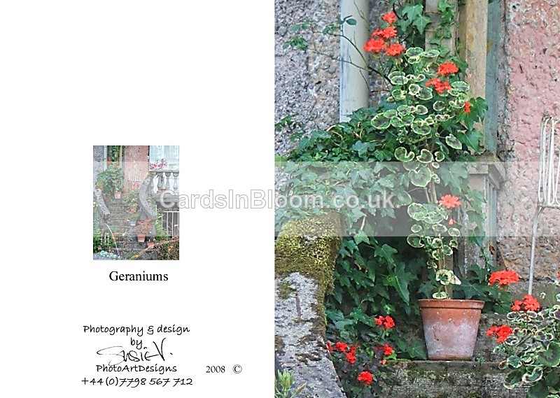 Autumn 3. Geraniums - Autumn