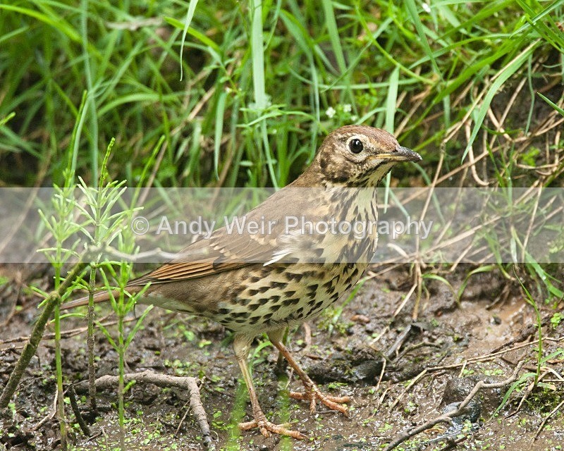 20080510-200 - Thrushes