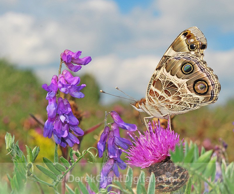 In a Butterfly's  World: American Lady - 2 - Butterflies & Moths of Atlantic Canada