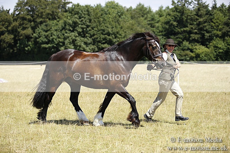 _C7A0078 - BVRC Sow 2018 Ring 2