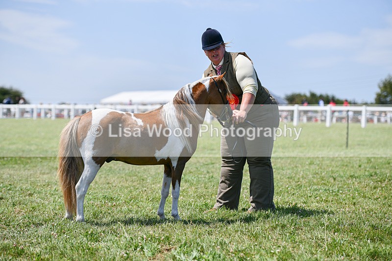 DSC_7252 - Miniature Horse Championship