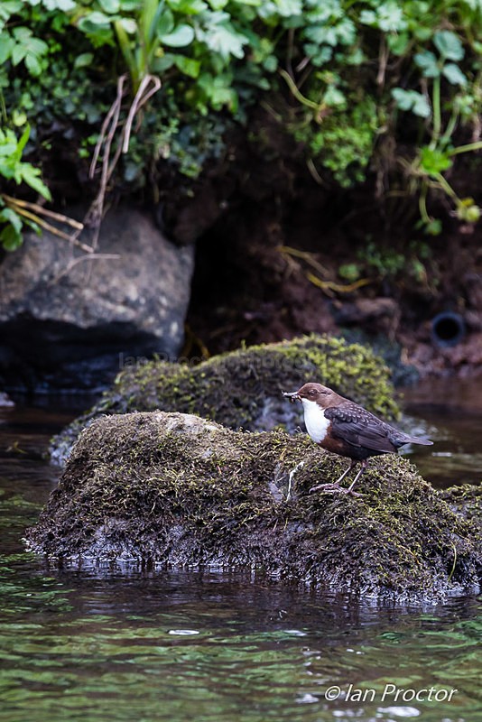 Dipper (Cinclus cinclus) - Nature