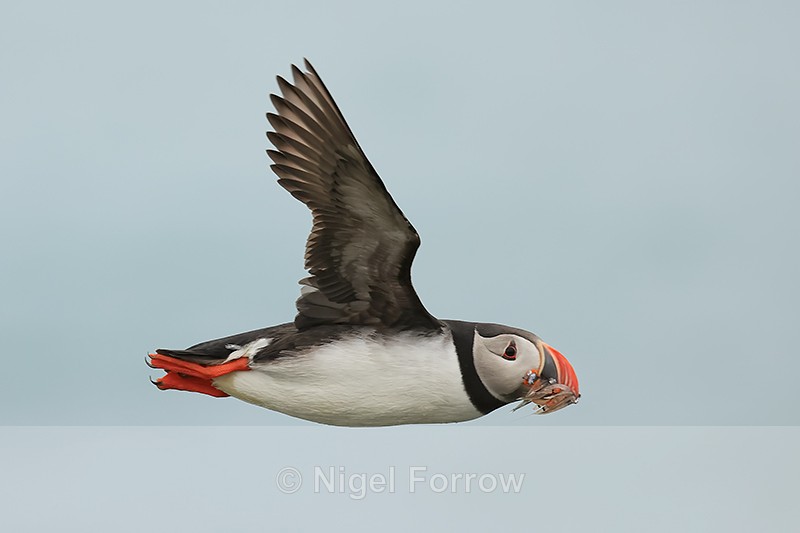 Puffin close in flight with fish, Cape Ingolfshofdi, Iceland - Puffin