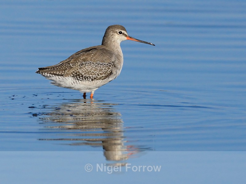 Spotted Redshank standing in the lagoon on Brownsea Island - Spotted Redshank