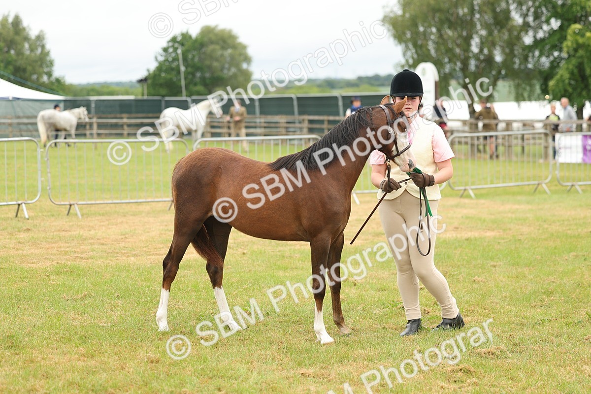 SBM_02200 - Class 50-57 - M&M Welsh Pony In Hand