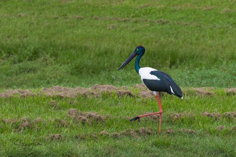 Jabiru female 3. 0A3A6800 - Jabiru