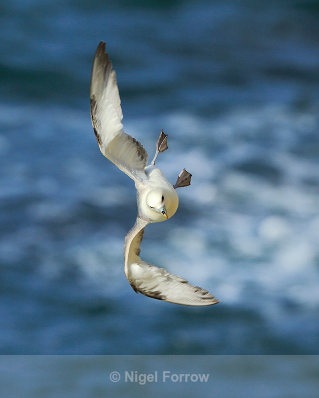 Fulmar banking steeply along the cliffs at Durlston - Fulmar