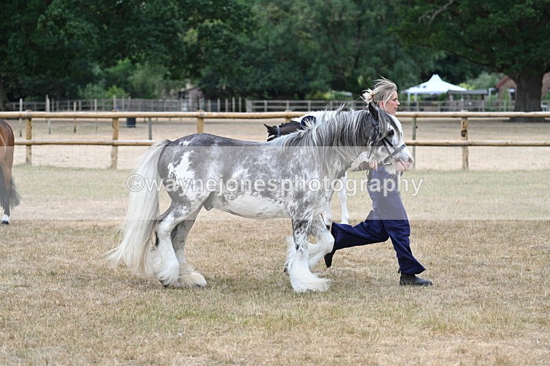WJ7_9644 - Class 5 Most Handsome Gelding (up to 14.2hh)