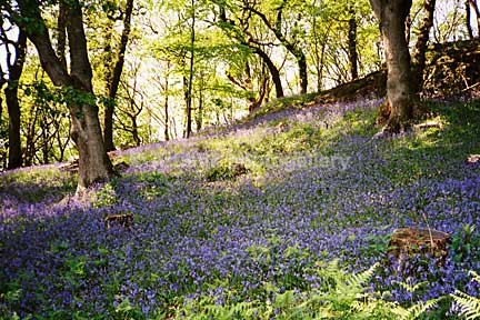 Bluebell wood XA00-2-10 - Sceniks.com - Snowdonia landscape photographs by Dave O'Shea