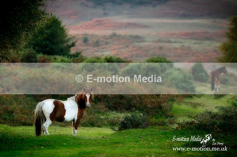 NFP 121015 534aO - Equestrian