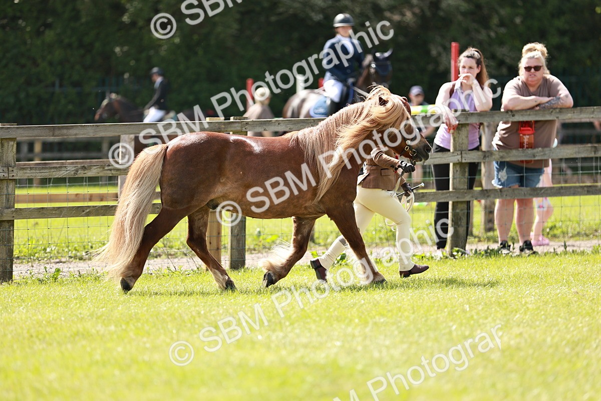SBM_02447 - Class 14-23 - Mountain & Moorland In Hand Non Welsh