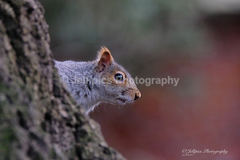  - Wildlife and Nature