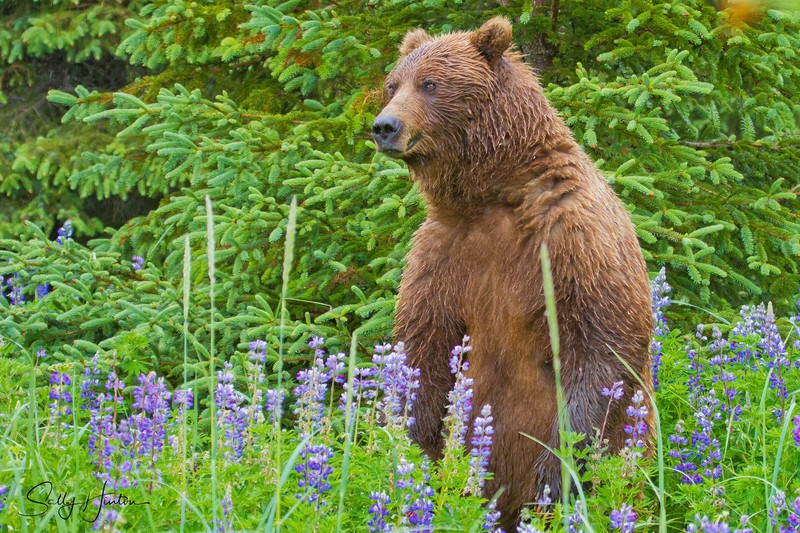 Female in Lupines