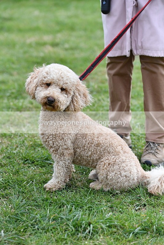 WJ5_9364 - Class 1 Best Cross Breed / Heniz 57