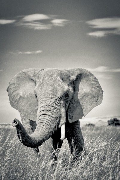 Elephant, Kenya