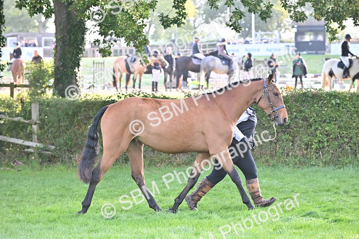SBM_55299 - S44 - Youngstock In Hand