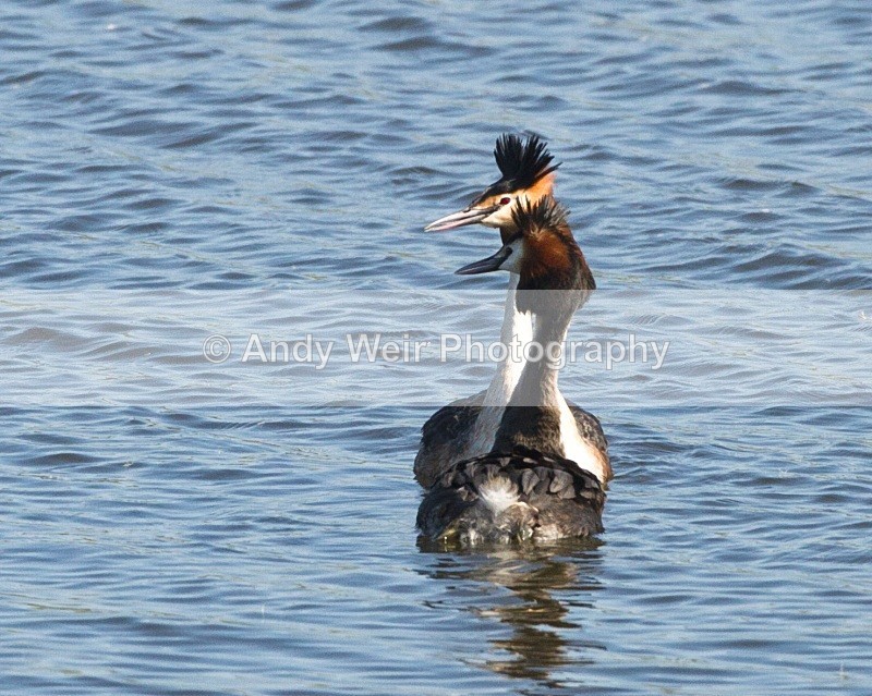 20110409-IMG_3093 - Gt Crested Grebe
