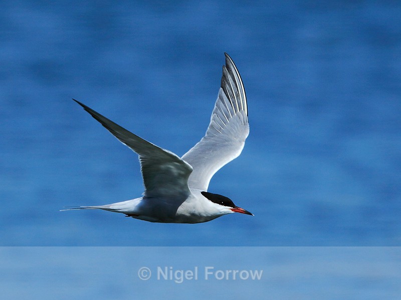 Common Tern in flight at Farmoor - Common Tern
