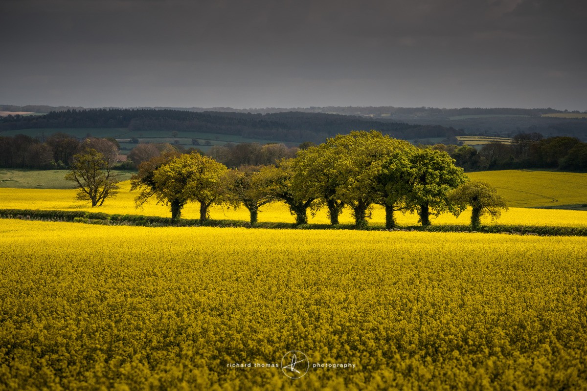 A line of trees next to a field of yellow rapeseed in the South Downs national park
