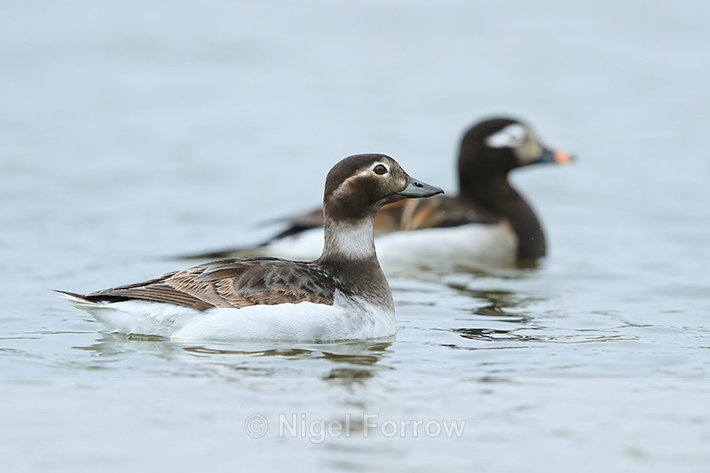 Long-tailed Duck pair, Iceland - Long-tailed Duck