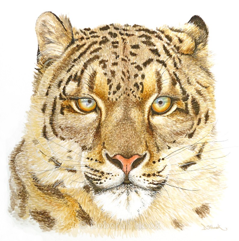 Snow leopard - Big cats