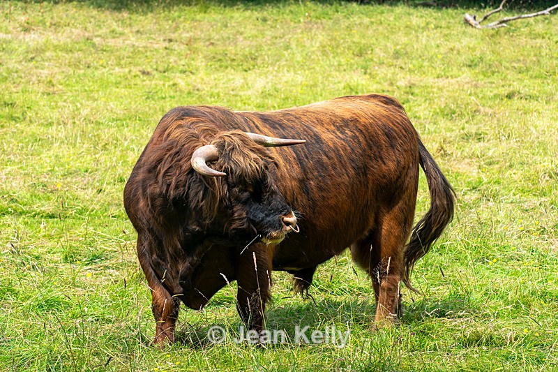 Highland Cow - DSC_8827 - Cattle