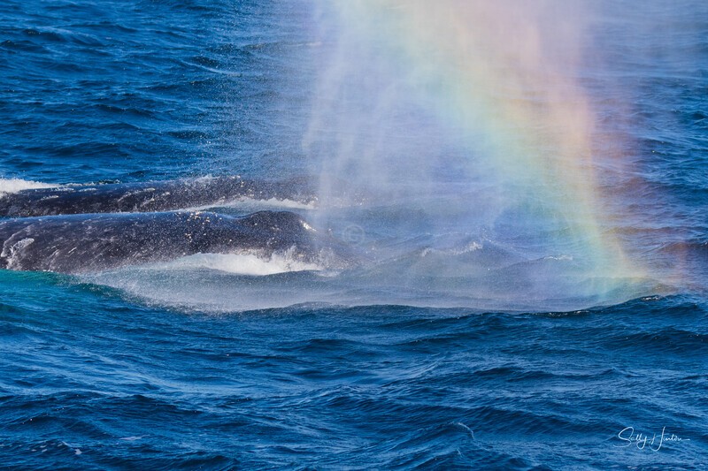 Humpback Rainbow Blows 1 0A3A6148 - Humpback Whales
