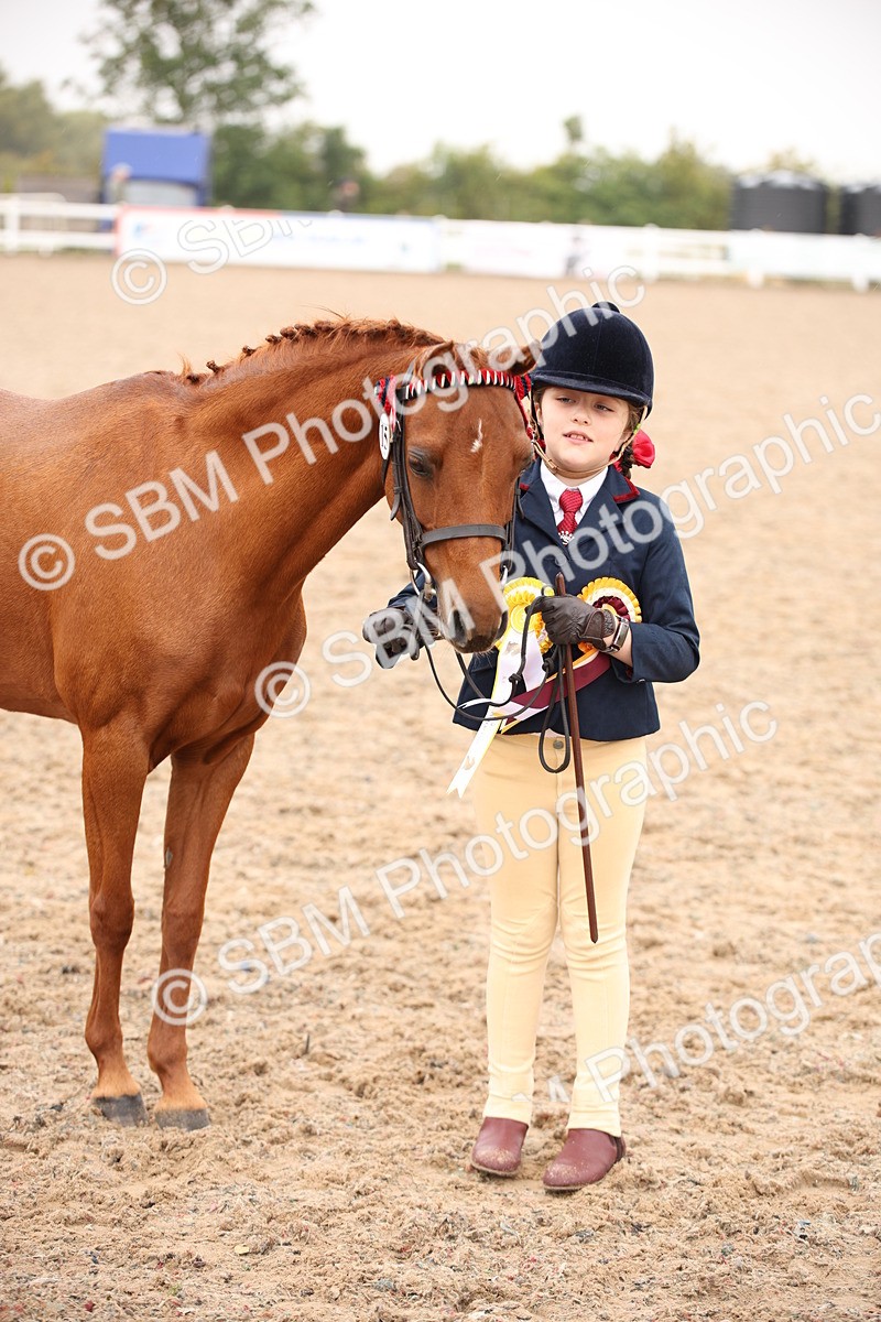 SBM_20147 - Class 702 - IH  Show Horse Pony