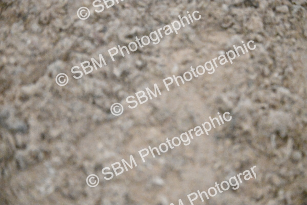 SBM_003024 - Class 37,38 - UKPSAF Performance Horse & Pony