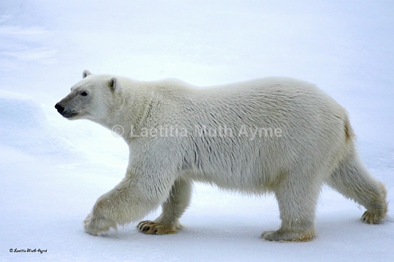 IMG_0258 Svalbard - Bears