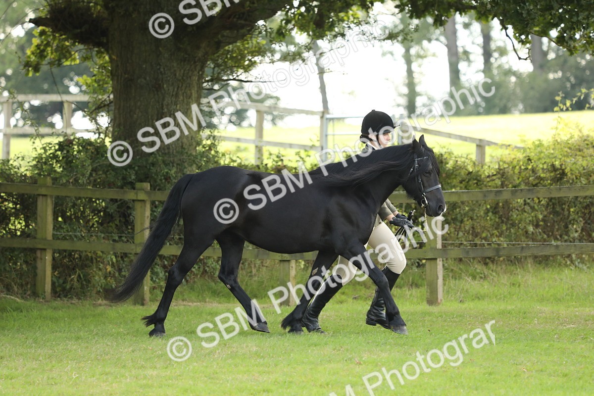 SBM_62722 - S46 - Mountain & Moorland In Hand Small Breeds