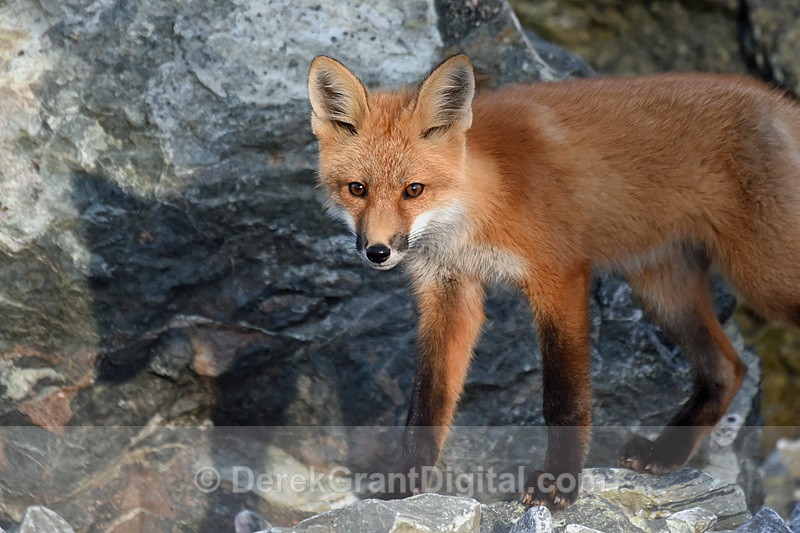 Red Fox Kit Vulpes Vulpes - Mammals, Reptiles & Amphibians