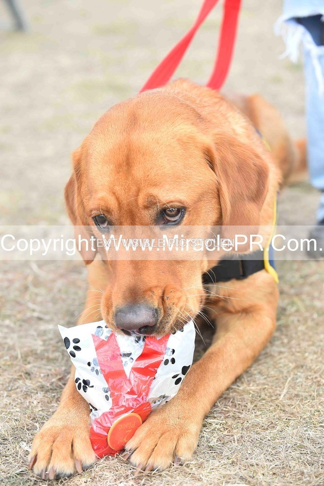 SH4_0163 - Dog show.