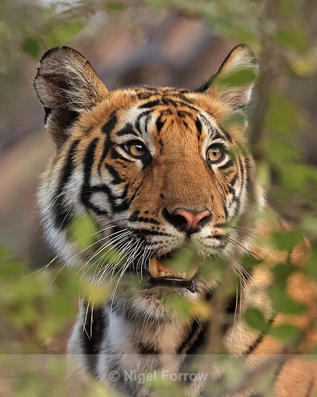 Bengal Tiger looking to side close view, Bandhavgarh Reserve, India - Tiger