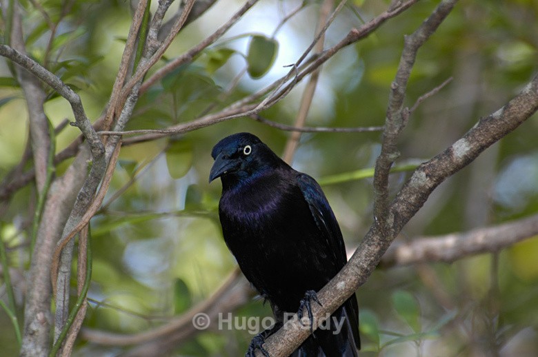  - Birds in the Wild