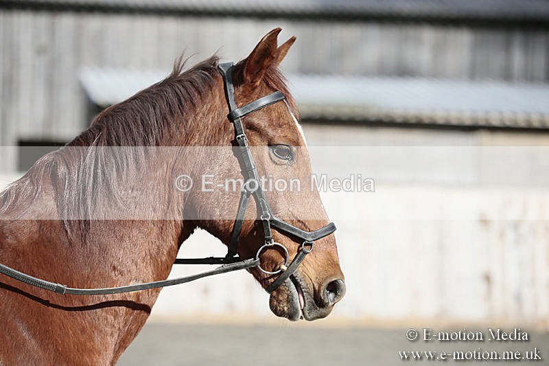 BVRC SJ 170319 77 - Bourne Valley Riding Club Showjumping 17/03/19