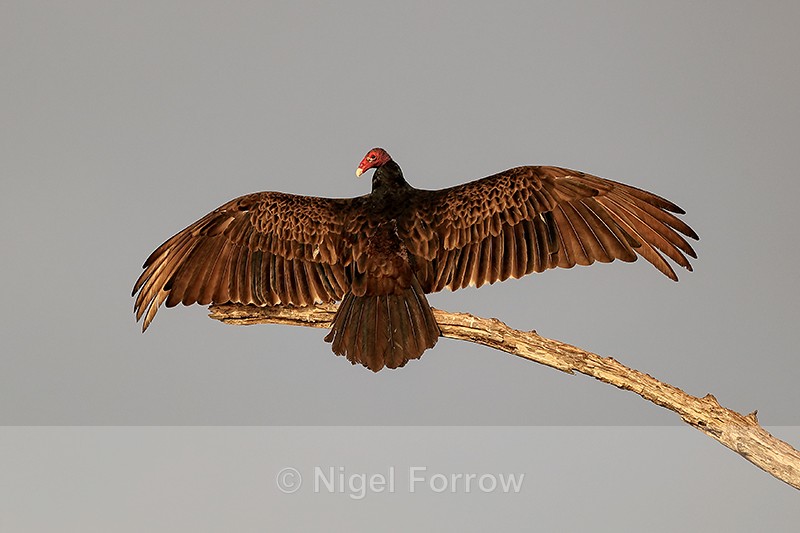 Turkey Vulture with wings extended, Blue Cypress Lake, Florida - Turkey Vulture