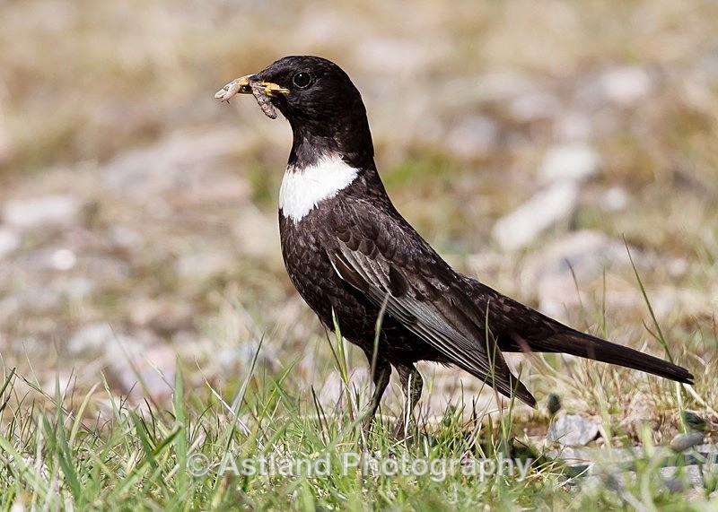 Astland Photography, Bird and Wildlife Images, Susan and Peter Wilson, U.K