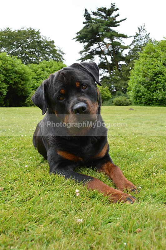  - Rottweilers