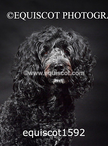 equiscot1592 - POPPY & EDDI