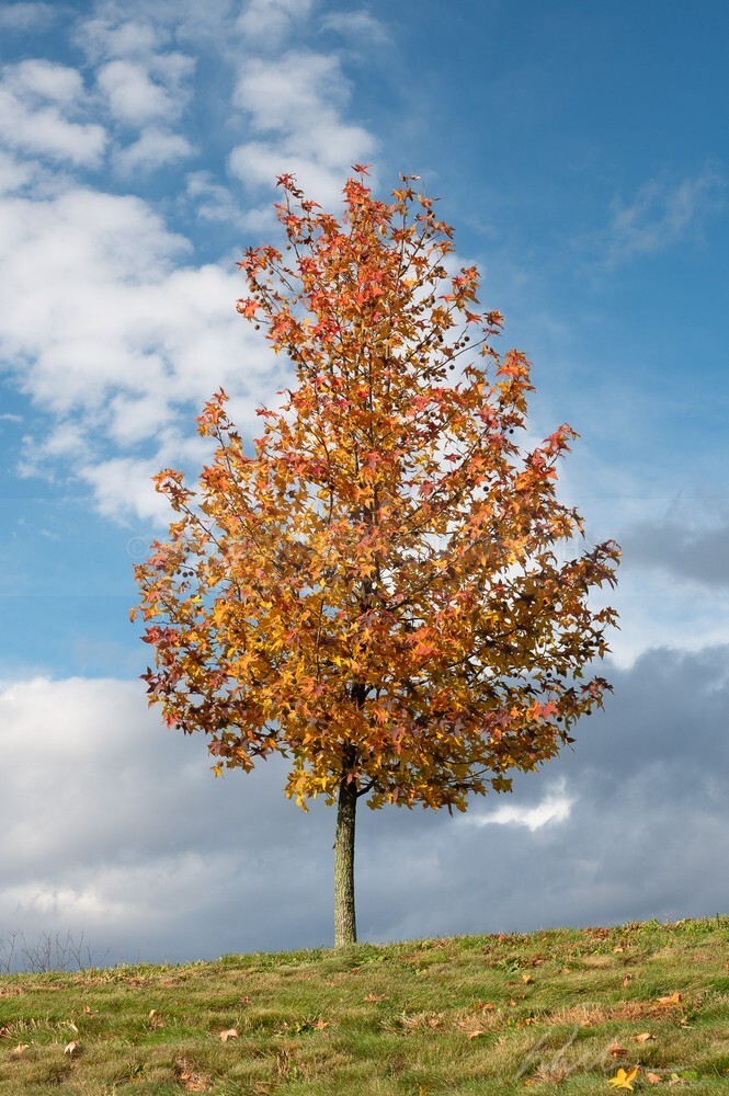 DSC_1279 - Trees